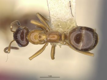 Media type: image;   Entomology 8843 Aspect: dorsal